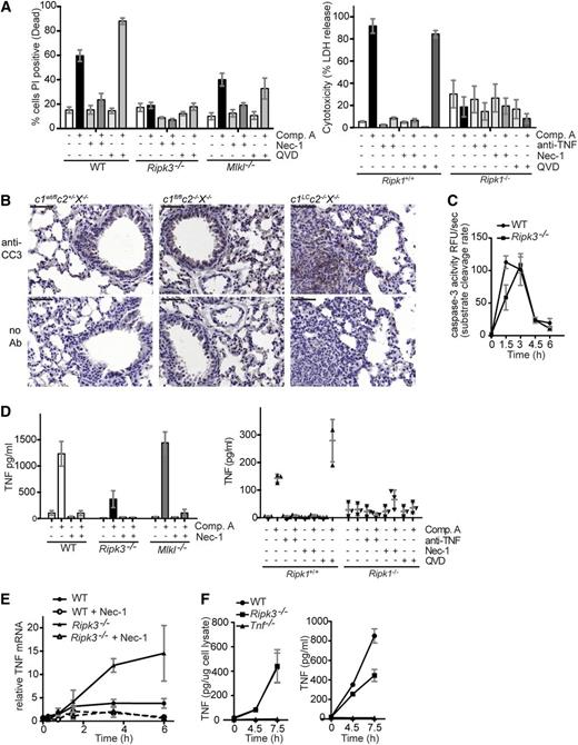 Figure 5. Apoptosis and not necroptosis is triggered by combined loss of cIAPs and XIAP and is dependent on RIPK1, which is critical for tnf transcription, and RIPK3, which is required for TNF secretion. (A) BMDMs of the genotypes indicated were treated for 24 hours with any of the following compounds alone or in combination: the RIPK1 inhibitor Nec-1 (50 μM), the broad-spectrum caspase inhibitor QVD-OPH (10 µM), and the Smac mimetic Comp. A (500 nM). The percentages of dead cells were determined by staining with PI followed by flow cytometric analysis. FLDMs from Ripk1+/+ and Ripk1−/− embyros were similarly treated with the exception of Nec-1 (5 µM). LDH release was measured in supernatants 24 hours after treatment. (B) Cleaved caspase-3 detected in lung histology of c1LCc2−/−X−/− mice but not littermate controls (c1wt/flc2+/−X−/−, c1fl/flc2−/−X−/−). The bars represent 50 µm; ×20 magnification, NA 0.8. (C) WT and Ripk3−/− BMDMs treated with Smac mimetic (Comp. A, 500 nM) for 0-6 hours and lysates assayed for caspase-3 activity. (D) BMDMs of the genotypes indicated were treated with Comp. A (500 nM), anti-TNF (0.1 mg/ml), Nec-1 (5 or 50 µM), and/or QVD-OPH (10 µM) for 24 hours. The levels of TNF in culture supernatants were measured by ELISA. (E) BMDMs of the genotypes indicated were treated for the times indicated with 500 nM Comp. A, either alone or together with 50 µM Nec-1 (as indicated). The levels of TNF mRNA were determined by relative quantitative PCR and expressed relative to WT BMDMs without treatment with Comp. A treatment. (F) WT, Ripk3−/−, and Tnf−/− BMDMs treated with Smac mimetic (Comp. A, 500 nM) for 0-7.5 hours. TNF in cell lysate (left) and supernatant (right) was assessed by ELISA, and the latter normalized to amount of protein. In panels A-F, N ≥ 3 experiments with BMDMs or FLDMs from individual mice or embyros of the genotypes indicated. Mean ± SEM are shown. ***P < .001; **P < .01; *P < .05.