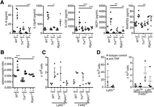 Figure 6. RIPK3 is essential for the cytokine production and ensuing granulocytosis that are caused by the combined loss of cIAPs and XIAP. (A) WT mice were either left untreated (-) or injected intraperitoneally (+) with the Smac mimetic compound Abbott11 (20 mg/kg body weight). After 5 hours, the levels of the cytokines and chemokines indicated were measured by multiplex. (B-C) Mice of the genotypes indicated were either left untreated (-) or injected intraperitoneally (+) with the Smac mimetic compound Abbott11 (20 mg/kg body weight) for 2 weeks (daily for 5 days, then 2 days of rest). (B) The ratios of the spleen weight to total body weight of the mice after injection of Abbott11 were compared with the ratios from untreated control animals. (C) Increased numbers of granulocytes (Ly6G+) and macrophages (F4/80+) were found in spleens of WT and Tnf−/− mice injected with Abbott11 but not in Abbott11-injected Ripk3−/−mice. (D) c1LCc2−/−X−/− mice were injected with anti-TNF (MP6-XT22, 10 mg/kg) for 3 weeks and assessed for changes in granulocyte (Ly6G+) and monocyte (F4/80+Ly6Clo and F4/80+Ly6Chi) populations in the peripheral blood. Each point represents an individual mouse. Mean ± SEM are shown. ***P < .001; **P < .01; *P < .05.