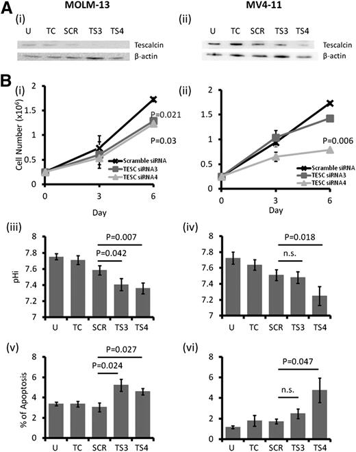 Figure 1. Effect of TESC knockdown on AML cell lines. (A) TESC was successfully knocked down by siRNA in (i) MOLM-13 and (ii) MV4-11 as shown by western blot. (B) TESC knockdown significantly reduced the growth of (i) MOLM-13 and (ii) MV4-11 6 days posttransfection, accompanied by intracellular acidification and apoptosis induction in MOLM-13 (iii and v) and MV4-11 (iv and vi). n.s., no significant difference as defined by P > .05; SCR, scrambled siRNA; TC, transfection control, no plasmid; TS3, siRNA3; TS4, siRNA4; U, untransfected.