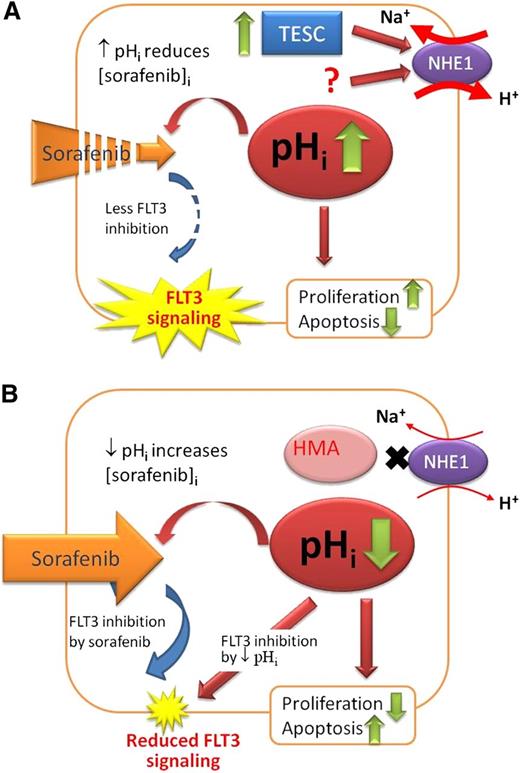 Figure 8. Proposed role of TESC/NHE1/pH axis in sorafenib-resistant AML. (A) In sorafenib-resistant AML, TESC was significantly upregulated, leading to increased activity of NHE1, more efflux of H+, and hence higher pHi, increased cellular proliferation and antiapoptosis, reduced intracellular sorafenib level, and unopposed FLT3 activity. The question mark represents a yet to be identified mechanism of NHE1 activity in addition to TESC. (B) With HMA, NHE1 activity was reduced, resulting in lower pHi, inhibition of proliferation and apoptosis induction, increased intracellular sorafenib level, and more FLT3 inhibition. Lower pHi also reduced FLT3 signaling directly.
