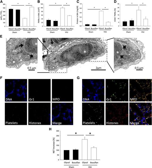 Figure 1. Ventilator-induced lung injury causes platelet-dependent NET formation. Glycol- and busulfan-treated WT mice were ventilated with sham or VILI settings. (A) The paO2/FiO2 ratio, (B) neutrophil recruitment into the alveoli, and (C) protein concentration in the BAL were analyzed after 2 hours (n = 4). (D) The formation of circulating platelet-neutrophil aggregates was measured by flow cytometry 30 minutes after induction of sham or VILI ventilation (n = 4). (E) Ultrathin cross-sectioned vessel/capillary imaged by transmission electron microscopy from lung tissue of WT mice 2 hours after induction of VILI ventilation showing a neutrophil (asterisk) surrounded by platelets. Inserts at higher magnification illustrate the close contact between platelets (arrows) and neutrophil. NET formation in lung sections was visualized by immunofluorescence staining. Exemplary images from (F) sham-ventilated and (G) VILI-ventilated animals. (H) Circulating NET structures were quantified by MPO-DNA-ELISA (n = 4). *P < .05.