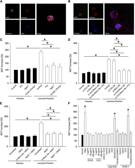 Figure 2. The simultaneous activation of neutrophils by chemokines and integrins is required for NET formation. In vitro NET formation was induced by incubating isolated neutrophils with TRAP-stimulated platelets or unstimulated platelets as control or incubation with different stimulating agents. NET formation was visualized by immunofluorescence staining. Exemplary images of NET formation by isolated neutrophil incubated with (A) unstimulated platelets and (B) TRAP-stimulated platelets. (C-F) NET structures in the supernatant were quantified by MPO-DNA-ELISA (n = 4). *P < .05.