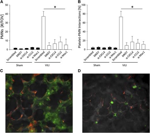 Figure 4. Blocking integrin- or chemokine-induced signaling inhibits neutrophil adhesion and formation of platelet-neutrophil aggregates in the microcirculation of the lung after inducing VILI. Mice were subjected to sham or VILI ventilation, and neutrophil accumulation in the lung was visualized by intravital microscopy of the middle right lung lobe by intravital microscopy after 30 minutes. (A) Number of accumulated neutrophils per field of view (n = 3). (B) Neutrophils interacting with platelets in the lung capillaries (n = 3). Exemplary images from VILI-ventilated WT mice pretreated with scrambled control peptide (C) or MKEY (D). Neutrophils, green; Platelets, red. *P < .05.