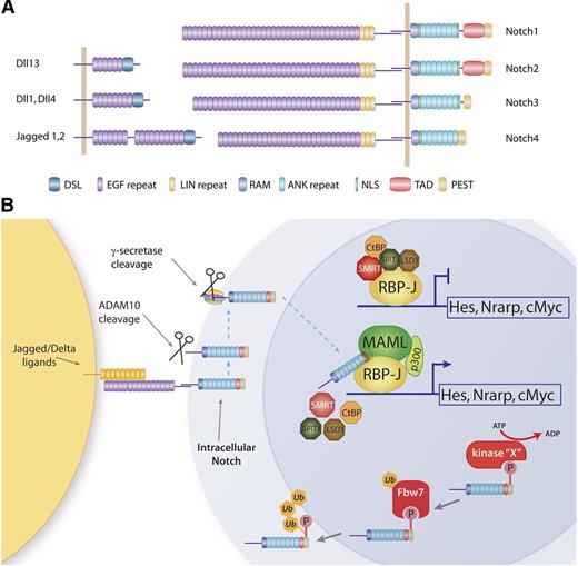 Figure 1. Mammal Notch receptors, ligands, and canonical activation pathway. (A) Notch ligands and receptors. There are 5 Notch ligands in mammals: Jagged1, Jagged2, Delta-like1 (Dll1), Delta-like3 (Dll3), and Delta-like4 (Dll4). All ligands have an extracellular domain called DSL (Delta, Serrate, and Lag-2) involved in receptor binding associated with EGF-like repeats. There are 4 Notch receptors in mammals: Notch1 to Notch4. The extracellular domain of the 4 receptors has 3 negative regulatory LIN repeats but varies in the number of EGF-like repeats. The cytoplasmic portion of the receptor contains a RAM domain, nuclear localization signal (NLS), ankyrin (ANK) repeats, and a PEST domain regulating protein stability. Notch1 and Notch 2 have TADs; however, they are absent in Notch3 and Notch4. (B) Cognate interaction between Notch receptors and Notch ligands (Jagged/Delta) triggers 2 consecutive proteolytic cleavages by the ADAM10 metalloprotease and the γ-secretase complex. This generates ICN, the signaling portion of the receptor, which enters the nucleus and displaces corepressors (SMRT and CtBP1) and recruits the coactivator MAML1 and the acetyltransferase p300. ICN activating complex is short-lived, and ICN gets phosphorylated on its PEST domain and subsequently ubiquitinated by Fbw7 and targeted for degradation by the proteasome. ADP, adenosine diphosphate; ATP, adenosine triphosphate.