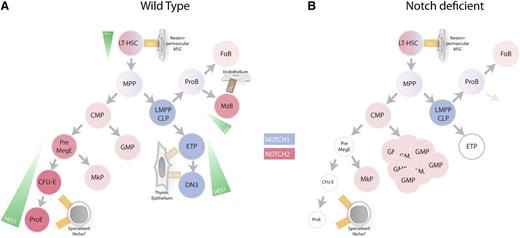 Figure 2. Notch signaling in hematopoiesis. (A) Overview of Notch signaling in hematopoietic cells. Blue gradient represents level of Notch1 expression, red gradient represents level of Notch2 expression, and green gradient represents level of Notch activity as determined using Hes1GFP/WT mice. (B) Notch-deficient hematopoiesis. Genetic inhibition of Notch signaling in HSCs leads to accumulation of GMP, reduction of erythrocyte progenitors, and inhibition of marginal zone B-cell differentiation and T-cell differentiation. CFU-E, colony forming unit-erythrocyte; CLP, common lymphoid progenitors; CMP, common myeloid progenitors; DN3, double-negative 3; ETP, early T-cell progenitors; FoB, follicular B cells; GMP, granulocyte/monocyte progenitors; LMPP, lymphoid-primed multipotent progenitors; LT-HSC, long-term hematopoietic stem cells; MegE, megakaryocyte/erythrocyte progenitors; MkP, megakaryocyte progenitors; MPP, multipotent progenitor; MzB, marginal zone B cell; ProB, pro-B cell; ProE, proerythrocyte.