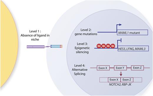 Figure 3. Mechanisms of Notch signaling silencing in AML. So far, 4 potential levels of silencing of Notch signaling have been identified: (1) AML-initiating cells may reside in niches not expressing Notch ligands; (2) Notch pathway genes might be mutated (so far, only MAML1 mutations have been identified); (3) Notch pathway genes might be epigenetically silenced (for example, HES5, LFNG, and MAML1 have been shown to be hypermethylated in IDH mutant patients; and (4) alternative splicing of Notch pathway genes might lead to expression of inactive isoforms (to date, mis- or alternative-splicing of NOTCH2 and RBP-Jκ have been identified in a large fraction of AML patients).
