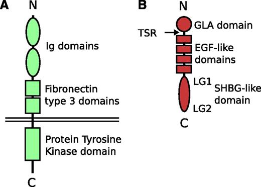 Figure 1. The structure of the Tyro3/Axl/Mer receptor. (A) The N-terminal starts with 2 Ig-like domains, followed by 2 fibronectin type 3 domains, followed by a single-pass transmembrane domain and a protein tyrosine kinase at the C-terminal. (B) The structure of the TAM ligands protein S and Gas6. The N-terminal contains a GLA domain, followed by a thrombin-sensitive region (TSR), followed by 4 EGF-like domains, followed by a C-terminal (SHBG-like domain, consisting of 2 LG repeats. EGF, epidermal growth factor; Ig, immunoglobulin; LG, laminin G; SHBG, sex hormone–binding globulin.