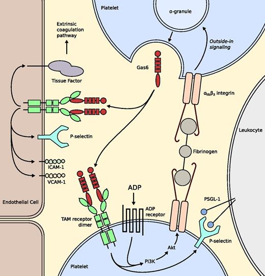 Figure 2. TAM-mediated platelet stabilization and leukocyte adhesion. ADP and Gas6 increase expression of αIIbβ3 integrin via PI3K/Akt. After binding to fibrinogen, granule secretion is elevated by outside-in signaling. TAM receptor phosphorylation also leads to increased expression of P-selectin, which binds to PSGL-1 on leukocytes, and increased expression of adhesion molecules ICAM-1 and VCAM-1 by endothelial cells, also stimulating sequestration of leukocytes. Gas6 upregulates tissue factor in endothelial cells upon vessel injury (not depicted), leading to activation of the extrinsic coagulation pathway. ADP, adenosine diphosphate; PI3K, phosphatidylinositol 3-kinases; PSGL-1, P-selectin glycoprotein ligand-1.