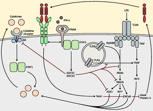 Figure 3. Effects of TAM receptors on inflammation. IFN-α induces TAM receptor expression. TAM signaling usurps the IFNAR/STAT1 cassette to inhibit TLR and JAK signaling via SOCS1 and SOCS3. TAM activation induces Twist, which suppresses NF-κB–dependent transcription reducing pro-inflammatory cytokine production. NF-κB inhibits GAS6 and protein S expression. ASK, apoptosis signal-regulating kinase; IFN-α, interferon-α; IRAK, interleukin-1 receptor–associated kinase; IRF, interferon regulatory factor; JAK, Janus kinase; MyD88, myeloid differentiation primary response gene 88; TRAF, TNF receptor–associated factor; TRIF, TIR domain–containing adapter-inducing IFN-β.