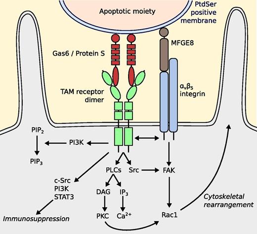 Figure 4. Putative model for TAM-mediated efferocytosis. The GLA domains of protein S and Gas6 bind to the phosphatidylserine-positive cell membrane of an apoptotic moiety. The SHBG domains bind to TAM receptors, which causes phosphorylation of the intracellular protein tyrosine kinase. Phosphorylated by the kinase, PI3K induces phosphorylation of PIP2 to PIP3, which facilitates phagocytosis. TAM receptor activation stimulates phospholipase Cγ2, leading to enhanced PKC activity. It has also been suggested that a Src family kinase is activated, resulting in recruitment of FAK, functionally cross-talking with αvβ5 integrin. It has also been suggested that a complex consisting of c-Src, PI3K, and STAT3 is established by Mer phosphorylation. This complex then inhibits inflammation in DCs. DAG, diacylglycerol; DC, dendritic cell; FAK, focal adhesion kinase; IP3, inositol trisphosphate; MFGE8, milk fat globule-EGF factor 8; PIP2, phosphatidylinositol (4,5)-bisphosphate; PIP3, phosphatidylinositol (3,4,5)-triphosphate; PKC, protein kinase C; PLC, phospholipase C.