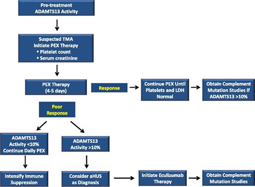Figure 1. Conceptual algorithm. The algorithm depicted conceptually describes our approach to the treatment of patients presenting with an acute TMA. PEX is started initially in all patients, with the response to PEX serving as an important diagnostic criterion. Collectively, the pretreatment ADAMTS13, platelet count, serum creatinine, and the response to PEX are used to clinically differentiate acquired TTP from aHUS. After recovery, complement mutation studies may be useful to confirm the clinical diagnosis in cases where a complement protein mutation (CFH, CFI, C3, CFB, THBD, or MCP) is present.