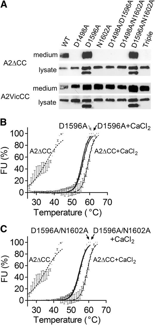 Figure 3. Expression and thermostability of the Ca2+-binding site mutants in A2∆CC. (A) VWF A2 domain fragments with (A2VicCC) and without (A2∆CC) the vicinal cysteines were transiently expressed in HEK293EBNA cells. After 3 days, the medium was collected and the cells lysed with PBS 1% igepal and vigorous pipetting. After centrifugation to remove cell debris, the medium and lysate were run on 4% to 12% Bis-Tris gels and the VWF A2 domain protein detected on western blot with an antibody against the C-terminal myc tag. (B-C) The successfully secreted A2∆CC WT and Ca2+ mutants were subsequently purified and subjected to DSF analysis. Results are means ± SEM of at least 3 independent experiments.