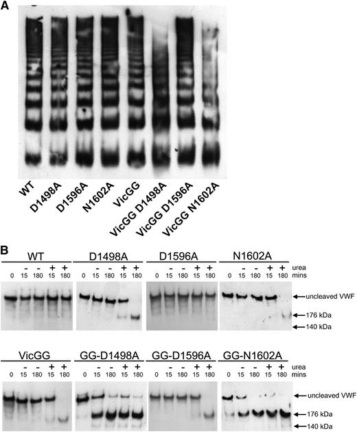 Figure 4. Characterization and proteolysis of the vicinal cysteine and Ca2+ variants in FL-VWF. FL-VWF containing single-point mutations of the Ca2+-binding residues, alone or in combination with mutation of the vicinal cysteines to glycines (VWF-VicGG), were expressed in HEK293 cells. (A) Multimer formation was analyzed on a 1.4% agarose gel and VWF bands detected on western blot with anti-VWF polyclonal antibody to determine the multimer composition of the FL-VWF variants. (B) Proteolysis of FL-VWF by ADAMTS13. The VWF variants and ADAMTS13 were separately preincubated in 20 mM Tris (pH 7.8), 50 mM NaCl, 5 mM CaCl2 ± 1.5 M urea at 37°C for 45 minutes. VWF (1 µg/mL) and ADAMTS13 (5 nM) were then combined, incubated at 37°C and reactions stopped after 15 minutes and 180 minutes by the addition of EDTA. VWF cleavage products were resolved after reduction with 2-mercaptoethanol. The samples were run on a 3% to 8% Tris-acetate gel and VWF bands on western blot detected using anti-VWF antibody.