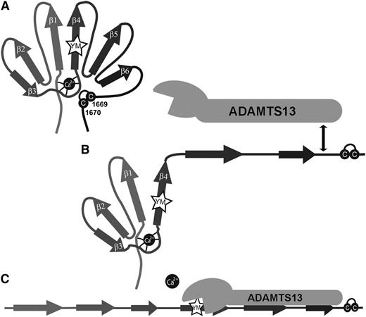 Figure 6. Unfolding/refolding model of the VWF A2 domain and proteolysis by ADAMTS13. (A) Cartoon of the VWF A2 domain in its native folded state. (B) The first step of unfolding occurs from the C-terminal end of the VWF A2 domain, influenced by the presence of the vicinal disulphide bond (cysteines depicted by C). Initial unfolding occurs up to, or including, the central β4 sheet in which the scissile bond (YM) is contained. This unfolding intermediate step exposes the high-affinity ADAMTS13 spacer-binding site. (C) Once the stabilizing effect of the CBS is overcome this results in the complete unfolding of the VWF A2 domain and the positioning of the ADAMTS13 active site for nucleophilic attack of the Y1605-M1606 scissile bond.