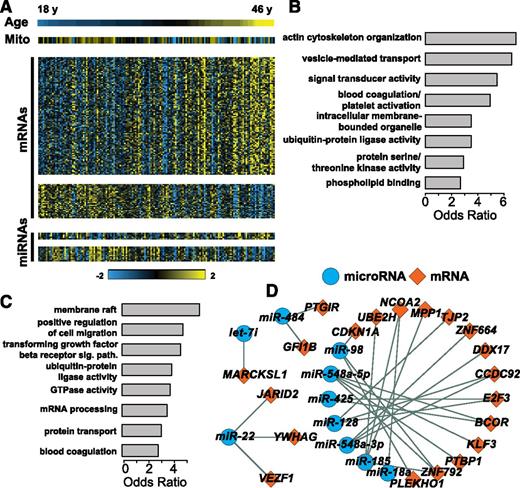 Figure 3. RNAs associated with age. (A) Multicomponent heatmap of RNAs DE by age with each of 154 subjects represented as a column. The upper heatmap stripe indicates age. The second heatmap stripe indicates composite mitochondrial mRNAs (Mito). The third and fourth heatmaps indicate mRNAs positively and negatively associated with age, respectively. The fifth and sixth heatmaps show miRNA positively and negatively associated with age, respectively. Odds ratios of (B) enriched GO categories among mRNAs DE by age and (C) putative targets of miRNAs DE by age. (D) A network of miRNAs-mRNAs DE by age. For the network of RNAs DE by age, we required that (1) both the miRNA and mRNA were DE by age; (2) the miRNA was predicted to target the mRNA by ≥3 different target prediction algorithms contained in mirDIP; and (3) the Spearman correlation coefficient between miRNA abundance and mRNA abundance levels was less than −0.2 (supplemental Table 6).