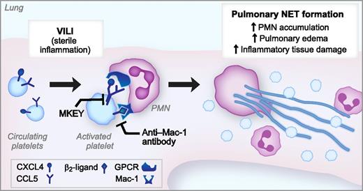 Activated platelets trigger injurious NET formation in a model of VILI. In a murine model of VILI, high-pressure mechanical ventilation activates platelets, leading to heterodimerization of CXCL4 and CCL5 as well as expression of a β2-integrin ligand. Simultaneous binding of the CXCL4/CCL5 heterodimer and β2-integrin ligand to the GPCR and Mac-1, respectively, trigger pulmonary NET formation, leading to NET-mediated lung injury. MKEY, a peptide that blocks the CXCL4/CCL5 heterodimerization, and an anti-Mac-1 blocking antibody inhibit NET formation and significantly ameliorate lung injury in this model of sterile inflammation.