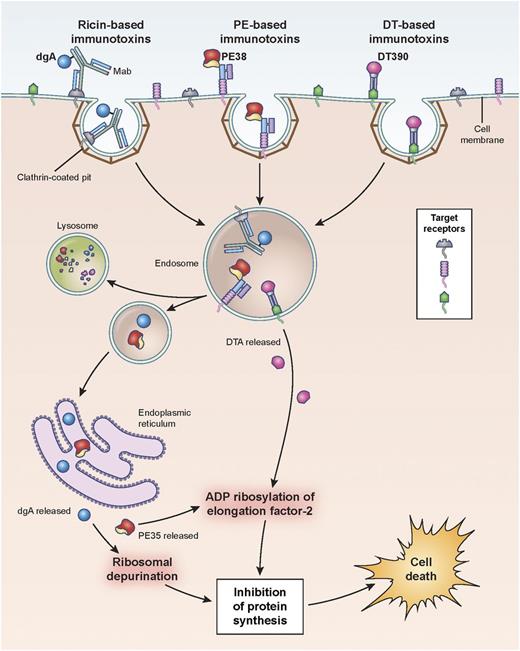 Figure 1. Pathways of binding, internalization, and processing by immunotoxins leading to the killing of target cells. Shown are ricin-, Pseudomonas- and diphtheria-based immunotoxins. Immunotoxins bind the target antigen, are internalized via clathrin-coated pits, and are processed within endosomal compartments. Ricin and Pseudomonas toxin derivatives must traffic through the endoplasmic reticulum to the cytosol where they enzymatically inactivate protein synthesis. Pseudomonas exotoxin A ADP-ribosylates EF2, while ricin depurinates ribosomal RNA. Diphtheria-based toxins are internalized to endosomes where the A chain of the toxin translocates directly to the cytosol and ADP-ribosylates EF2. Cell death follows inhibition of protein synthesis. dgA: deglycosylated ricin A chain; EF2: elongation factor 2.