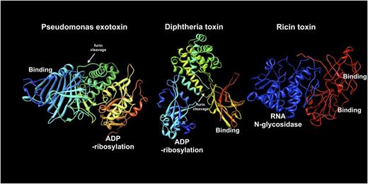 Figure 2. Molecular structures of Pseudomonas exotoxin (1IQK.pdb), diphtheria toxin (1TOX.pdb), and ricin toxin (2AAI.pdb). From left to right (blue to red), sequences are shown from the N-terminus to the C-terminus of each protein. To construct immunotoxins, the binding domain of each toxin is removed and replaced with an antibody or antibody fragment. The enzyme domains of PE, DT, and ricin are shown as either ADP-ribosylation or RNA N-glycosidase, as indicated. Middle domains for PE and DT are shown in yellow-green and include a furin processing site (white arrows): the furin site of DT is not ordered in the crystal structure so its approximate location is indicated. For DT, helical structures in the middle domain facilitate toxin translocation. The translocation activity of PE has not been definitively determined. Ricin apparently contains translocation sequences within the enzyme (blue) domain. The enzyme domain of ricin toxin is equivalent to deglycosylated ricin A chain. Intact ricin toxin contains tandem C-terminal binding modules (red).