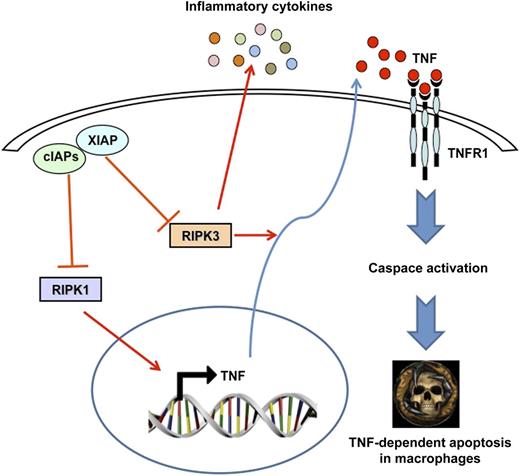 Loss of cIAP and XIAP expression induces RIPK1-dependent TNF mRNA expression and RIPK3-dependent caspase activation and apoptosis in macrophages. The systemic inflammatory disease developed by cIAP and XIAP TKO mice, which is significantly but not fully rescued in a TNF-deficient background, is most likely driven by other inflammatory cytokines and/or DAMPs.