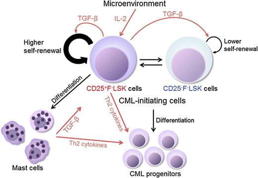 Proposed model indicating that distinct subsets of CML LICs are supported by the IL-2/CD25 axis. Both CD25+FcεRIα−Lin−Sca-1+c-Kit+ (F−LSK) cells and CD25−F−LSK cells possess CML LIC activities and can interconvert each other. CD25+F−LSK cells are also capable of differentiating into mast cells, and cycle faster than the CD25− counterpart. Microenvironment produced IL-2 can act on CD25+F−LSK cells, which further produce TGF-β to support self-renewal of both CD25+ and CD25− CML LICs. See supplemental Figure 16 in the article by Kobayashi et al that begins on page 2540.