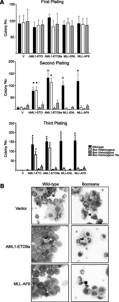 Figure 1. Cells from Booreana mice are resistant to transformation by AML oncogenes in vitro. (A) Bone marrow cells from WT and Booreana heterozygous but not Booreana homozygous mice form colonies in serial replating assays following transduction with AML oncogene-encoding retroviruses. Error bars represent standard deviation (SD) of four biological replicates; *P < .05 (Mann-Whitney U test). (B) AML oncogenes are unable to block differentiation of Booreana cells; these cells exhibit increased monocytic differentiation compared with transformed WT cells as seen on stained cytospin preparations.