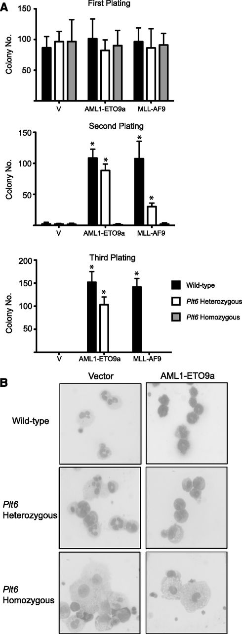 Figure 2. Cells from Plt6 mice are resistant to transformation by AML oncogenes in vitro. (A) Fetal liver cells from WT mice but not Plt6 mice serially form colonies in replating assays following transduction with AML oncogene–encoding retroviruses. Error bars represent SD of three biological replicates; *P < .05 (Mann-Whitney U test). (B) These exhibit a more differentiated morphology with increased numbers of monocytes.