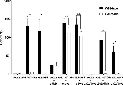 Figure 3. Re-expression of c-Myb, but not c-Myb L302A, in cells from Booreana mice rescues their transforming ability, inducing colony formation in the presence of AML1-ETO9a and MLL-AF9 oncogenes. Data shown are for the second serial replating. Error bars represent SD of three replicates. *P < .05 (Mann-Whitney U test).