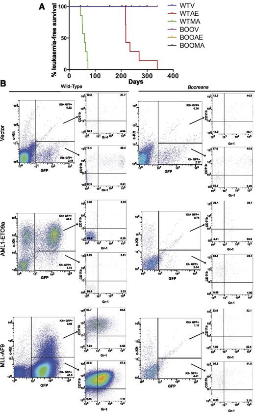 Figure 4. Cells from Booreana mice are resistant to transformation by AML oncogenes in vivo. (A) Percentage of leukemia-free surviving irradiated recipient mice (n = 8) receiving AML1-ETO9a– and MLL-AF9–expressing WT and Booreana donor cells. Only the former succumb to a myeloid leukemia with (B) increased numbers of GFP+ cells in their peripheral blood. Cells in the peripheral blood of AML1-ETO9a–expressing WT donor mice exhibit a Kit+ phenotype, whereas those of MLL-AF9–expressing WT donor mice exhibit a Kit+CD11b+Gr-1+ phenotype, reminiscent of a monocytic leukemia.