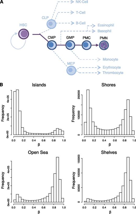 Figure 1. Genomic distribution of DNA methylation in granulopoietic cells. (A) A schematic picture of hematopoiesis showing the position of CMP, GMP, PMC, and PMN cell populations with regard to other hematopoietic cells. Dashed lines represent existence of intermediate populations. (B) Frequency plots showing the distribution of β-values in CGIs, shores (0-2 kb flanking islands), shelves (2-4 kb flanking islands), and open sea (unrelated to islands). DNA methylation was measured with the IlluminaHumanMetylome 450 Beadchip using biological triplicate samples for CMP, GMP, PMC, and PMN cells. Completely unmethylated CpG: β = 0; completely methylated CpG: β = 1.