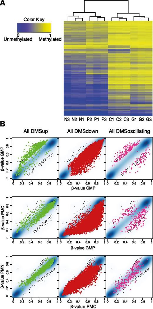 Figure 2. Changes in DNA methylation occur at distinct time points. (A) A total number of 10 156 DMSs were identified and subjected to hierarchical clustering for all cell populations from all 3 donors. C, CMP; G, GMP; P, PMC; N, PMN. DMSs were defined as CpGs with mean Δβ ≥ 0.17 between any 2 cell populations (eg, CMP vs GMP and CMP vs PMN). (B) All 10 156 DMSs were divided into (left) DMS up, (center) DMS down, or (right) DMS oscillating based on direction of methylation change. β-values were plotted between consecutive cell stages, ie, GMP vs CMP, PMC vs GMP, and PMN vs PMC. β-values of DMSs are shown as dots, and β-values for unchanged CpGs are shown as smooth scatter (blue and black dots).
