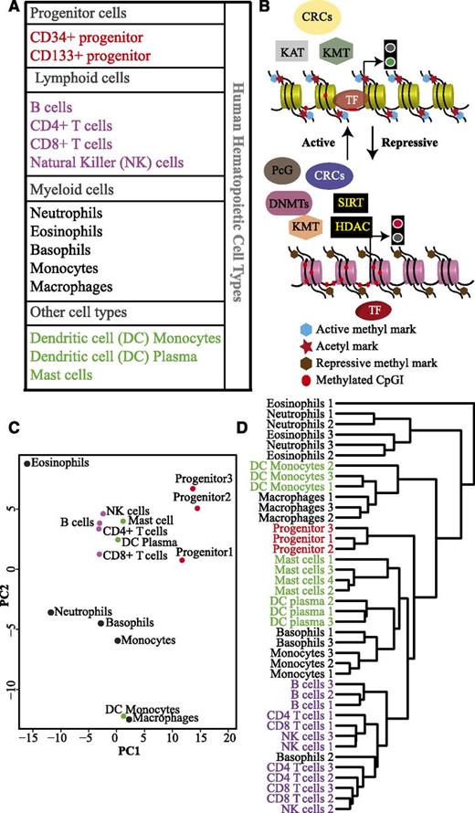 Figure 1. Hematopoietic cell types cluster together based on the expression of different epigenetic factors. (A) Table listing the different hematopoietic cell types used in this study. Progenitor cells, lymphoid, and myeloid lineages are shown in red, purple, and black, respectively. Mast cells and dendritic cells (DCs) of myeloid and lymphoid origin are indicated in green. (B) A general scheme of interdependence of different classes of epigenetic factors involved in regulating gene expression. Some of these factors modulate DNA/histone modifications, whereas chromatin remodeling complexes (CRCs) alter chromatin structure to either expose or conceal transcription factor (TF) binding sites. The polycomb complexes interact with DNA/histone modifying factors to regulate the gene expression at the chromatin level. (C) Principal component analysis (PCA) based on expression levels of 199 epigenetic factors in different hematopoietic cell types. Progenitor cells (red dots), lymphoid cells (purple dots), myeloid cells (black dots), mast cells, DC plasma, and DC monocytes (green dots). (D) Unsupervised hierarchical cluster analysis of the different hematopoietic cell types from individual donors (biological replicates) based on the expression of 199 epigenetic factors.