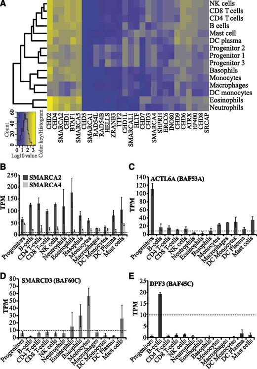 Figure 4. Expression profiles of SNF2 ATPases and BAF complex subunits in hematopoietic cells. (A) Cluster analysis and heatmap of transcript levels (log10-transformed TPM values) for SNF2 ATPases. (B-E) Bar graphs showing average TPM values for human BAF (SWI/SNF) subunits, which include (B) catalytic subunits (SMARCA2/BRM and SMARCA4/BRG1), (C) ACTL6A (BAF53A), (D) SMARCD3 (BAF60C), and (E) DPF3 (BAF45C). Error bars display standard deviations.