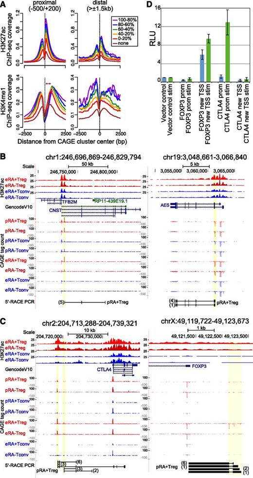 Figure 4. Novel CAGE clusters. (A) Histograms for genomic distance distributions of H3K27ac (top panels) and H3K4me1 tag counts (bottom panels) are shown for eRA+Treg centered across expression-binned CAGE clusters across a 5-kb genomic interval contingent on their location relative to annotated TSSs. CAGE clusters represent a merge of all T-cell subpopulations, and clusters with no associated CAGE tags in Tregs (none) were separated from the expressed ones, which were ranked according to CAGE cluster activity and binned into 5 equal-sized groups (quintiles). Expression bins are color coded as indicated. The average H3K27ac deposition peaks at the nucleosome immediately downstream of the CAGE cluster and shows a dip just upstream of CAGE clusters, indicating a nucleosome-free region. The average H3K4me1 deposition is broader. Marking of the nucleosome immediately downstream of the CAGE cluster decreases with increased TSS activity (as indicated by the red arrow), reflecting the higher degree of H3K4 methylation (trimethylation; me3) associated with highly active promoters. Of note, CAGE clusters distal from annotated promoters do show the highest H3K4me1 deposition at the nucleosome immediately downstream of the TSS, suggesting that many of them may represent enhancers. (B-C) 5′-RACE confirms the presence of spliced transcripts from novel CAGE TSSs. UCSC browser graphics are shown for the indicated genomic positions, including H3K27ac signal of expanded populations, GencodeV10 gene annotation, and CAGE signals for all 8 T-cell subpopulations. In the bottom of each panel, results from 5′-RACE-PCR of the indicated cell types are aligned (only products representing novel TSSs are shown). Numbers of sequenced clones are indicated in brackets. (D) Relative luciferase activity (RLU) of promoter construct for the annotated (prom) and novel FOXP3 and CTLA4 TSSs (new TSS) in unstimulated and phorbolmyristate acetate/ionomycin-stimulated (stim) Jurkat T cells.