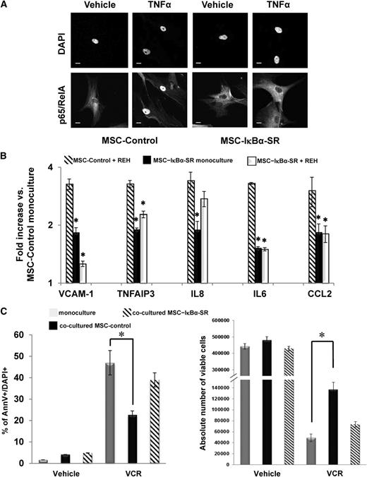Figure 3. The effects of overexpression of IκBα super repressor (IκBα-SR) in BM-MSCs. (A) Immunofluorescence staining for p65/RelA in BM-MSCs transduced with either empty control (MSC-Control) or IκBα-SR virus (MSC-IκBα-SR). p65/RelA nuclear translocation was determined by confocal microscopy analysis in cells treated with dimethylsulfoxide (vehicle) or TNFα (20 ng/mL) for 30 minutes before fixation with 4% PFA. Approximately 50 fields with 2 to 3 cells per field were analyzed per condition. The nuclei were counterstained with DAPI. Scale bar, 10 µm. (B) MSC-Control or MSC-IκBα-SR cells were cultured alone (monoculture) or cocultured with REH cells for 48 hours as indicated. Total RNA was extracted, and qRT-PCR was carried out to detect the expression of a selected group of NF-κB target genes. Results of 3 independent experiments are expressed as the mean fold difference expression (±SEM) in different culture conditions over the expression levels in the monocultured MSC-Control. (C) REH cells were cultured alone or cocultured with either MSC-Control or MSC-IκBα-SR and then treated with VCR for 72 hours. As described for Fig. 2, (left) the percentage of apoptotic cells and (right) absolute number of viable cells were assessed by flow cytometry using annexin V+/DAPI+ staining and counting beads. Results are expressed as the mean of the percentage of annexin V+/DAPI+ (±SEM) and the mean of the absolute number of viable cells (±SEM) of 2 independent experiments. *P ≤ .05.