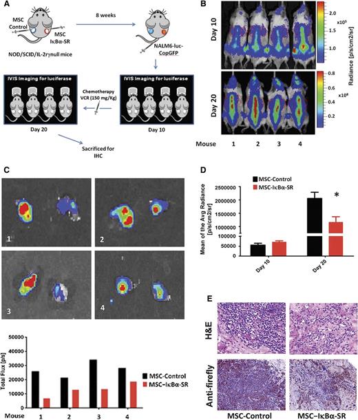 Figure 4. Blockade of NF-κB activation in BM-MSCs reduces in vivo leukemia burden. (A) A mixture of Matrigel, ECFCs, and either MSC-Control or MSC-IκBα-SR were injected subcutaneously into contralateral flanks of NOD/SCID/IL-2rγ−null mice (a representative example of 2 independent experiments with 4 mice, n = 8, is shown). NALM6-luciferase-CopGFP leukemia cells were intravenously transplanted into the mice, and tumor burden was monitored throughout the experiment by bioluminescence imaging with the IVIS system. Ten days after leukemia cell engraftment, mice were administered VCR for another 10 days. (B) Animals were imaged and analyzed for luciferase signal (upper) right before chemotherapy treatment started (day 10) and (lower) on the last day of treatment (day 20). (C) (Upper) Both extramedullary bones from each mouse were surgically removed at the end of the experiment, and (lower) the intensity of signal irradiating from them was quantified and plotted. (D) Average radiance measurement of luciferase signal corresponding to extramedullary bone areas derived from MSC-Control or MSC-IκBα-SR before and after 10 days of treatment with VCR, indicating a decrease in leukemia burden in extramedullary bones derived from MSC-IκBα-SR. Average radiance is expressed as photons per second per centimeter squared per steradian (p/s/cm2/sr). *Statistically significant difference at P ≤ .05. (E) Immunohistochemical analysis of artificial BM sections stained with hematoxylin and eosin or anti-luciferase antibody.