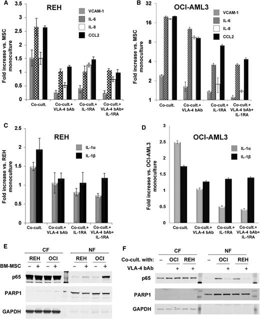 Figure 5. Blockade of VLA-4/VCAM-1 signaling impairs NF-κB activation and transcription of NF-κB downstream target genes. Normal BM-MSCs were cocultured for 24 hours with (A) REH or (B) OCI-AML3 cells that were either untreated or preincubated with VLA-4 bAb for 1 hour. When indicated, 200 ng/mL of IL1RA was added to the coculture medium. BM-MSCs were cultured alone (monocultured) as controls. After separating the cells (as indicated in Methods), total RNA from BM-MSCs and leukemic cells was extracted. (A-B) Expression of selected NF-κB target genes in cocultured BM-MSCs was determined by qRT-PCR. Bars represent qRT-PCR data from triplicate samples, and results are expressed as fold difference expression (±SEM) in each coculture condition vs the monocultured BM-MSCs. (C-D) Total RNA from (C) REH and (D) OCI-AML3 ells (cocultured with MSCs in experiments shown in A and B, respectively) was extracted, and IL-1α and IL-1 β mRNA expression levels were quantified by qRT-PCR. Bars represent qRT-PCR data from triplicate samples, and results are expressed as fold difference expression (±SEM) in each coculture condition vs the monocultured OCI-AML3 cells. (E) Western blot analysis of cytosolic (CF) and nuclear (NF) fractions of lysates from REH and OCI-AML3 cultured alone (−) or cocultured with BM-MSC (+) for 1 hour. (F) Western blot analysis of cytosolic (CF) and nuclear (NF) fractions of BM-MSC lysates cultured alone (−) or cocultured with OCI-AML3 or REH cells for 1 hour. Leukemic cells were preincubated with VLA-4 bAb when indicated (+) before coculture. Each well corresponds to 5 µg of total protein. Membranes were probed with rabbit monoclonal anti-p65, mouse monoclonal anti-PARP1 (nuclear fraction loading control), and mouse monoclonal anti-glyceraldehyde-3-phosphate dehydrogenase (GAPDH) (cytosolic fraction loading control).