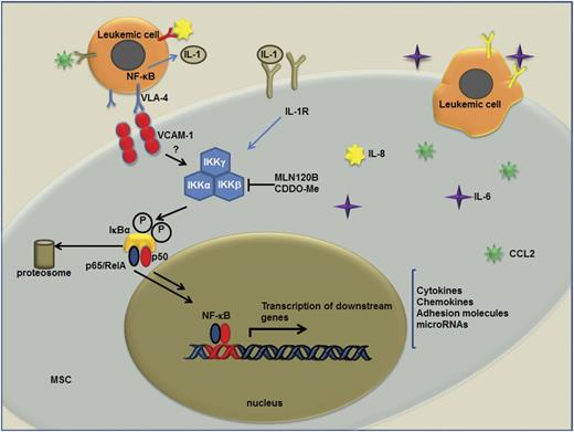 Figure 6. Schematic representation of leukemic cell−BM-MSC cross-talk. Interactions of leukemic cells with BM-MSCs promote transcriptional changes in the BM stroma that ultimately impact leukemic cells proliferation and survival. Activation of NF-κB and transcription of NF-κB downstream target genes (IL-8, IL-6, CCL2, and VCAM-1, etc.) are triggered in BM-MSCs by these interactions. Communication between these 2 cell types can be achieved by integrins and their receptors (ie, VCAM-1/VLA-4) or by soluble factors that are directly secreted to the extracellular milieu (such as IL-1). VCAM-1/VLA-4 interaction between leukemia cells and BM-MSC may provide a possible mechanism for the activation of NF-κB in both BM-MSCs and leukemia cells.