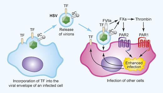 Figure 1. The coagulation cascade and PAR1 and PAR2 enhance HSV infection of endothelial cells. TF is incorporated into the envelope of HSV after infection of TF+ cells. Upon binding to a target cell, TF in the envelope activates the coagulation cascade. In addition, the virally encoded glycoprotein C enhances activation of FX. The local generation of FXa and thrombin activate PAR1 and PAR2 on the cells, which increases infection, possibly by modifying receptors that mediate virus binding and entry. Professional illustration by Paulette Dennis.