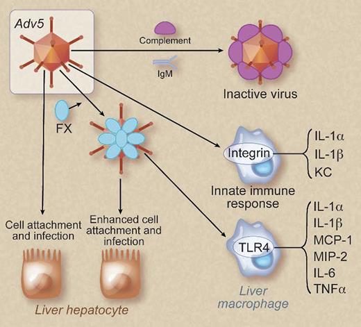 Figure 2. Binding of FX to Adv5 increases infection of hepatocytes and enhances activation of macrophages. Adv5 without FX bound is recognized by immunoglobulin M (IgM) and complement and inactivated. This form of virus has a low infectivity and mildly activates the innate immune system by binding to integrins on liver macrophages. Binding of FX to Adv5 enhances infection of liver hepatocytes by increasing the binding of virus to the cells. In addition, Adv5 coated with FX induces a more robust innate immune response in macrophages by activating the TLR4-NF-κB pathway. KC, CXCL1. Professional illustration by Debra T. Dartez.