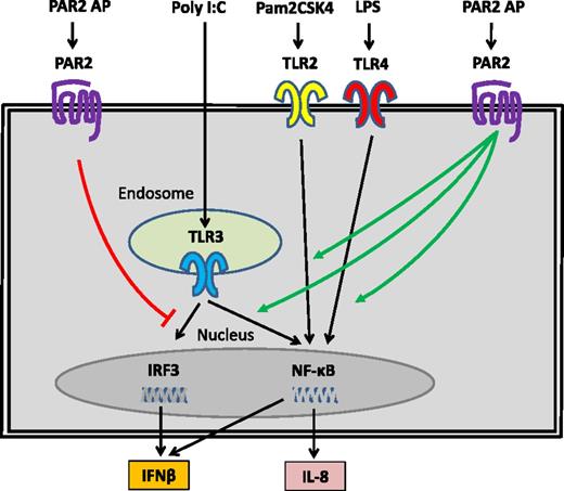 Figure 3. PAR2 modulates TLR signaling in human epithelial cell lines. PAR2 positively regulated TLR2, TLR3, and TLR4 activation of NF-κB and IL-8 expression but negatively regulated TLR3 activation of IRF3 and IFN-β expression. The TLR-specific ligands are shown together with PAR2 agonist peptide (AP), which was used to activate PAR2.