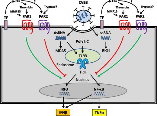 Figure 4. PAR1 and PAR2 modulate TLR3-dependent expression of IFN-β in CFs. CVB3 infection of CFs leads to the release of ssRNA and the replication intermediate dsRNA into the cytosol. These foreign nucleic acids are recognized by TLR3 in endosomes and the cytoplasmic PRRs retinoic acid–inducible gene I (RIG-I) and melanoma differentiated gene 5 (MDA5). The TLR3-IFN-β pathway plays a central role in the innate immune response to CVB3 infection. Activation of PAR1 by TF-dependent generation of thrombin and MMP13 enhances TLR3-dependent activation of IRF3 and induction of IFN-β but suppresses TLR3-dependent activation of NF-κB and TNF-α expression. In contrast, activation of PAR2, possibly by FXa and/or tryptase, inhibits TLR3-dependent induction of IFN-β expression but enhances TLR3-dependent induction of TNF-α.