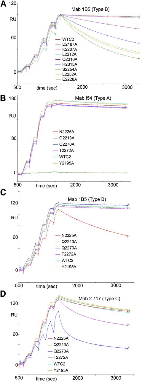 Figure 1. Representative superimposed sensorgrams showing single-cycle kinetics experiments in which WT-FVIII-C2 and FVIII-C2 muteins were injected at 5 increasing concentrations over biosensor flow channels with captured murine anti-FVIII mAbs, as indicated. Residues were flagged as potential contributors to the epitope if the kd for the FVIII-C2 mutein was >2.0× the kd for the WT protein. (A) Alanine substitutions at residues E2228, L2252, S2254, H2315, and Q2316 met this criterion in this SPR run with mAb 1B5 (which is a type B inhibitor). Separate SPR runs identified residues F2196, T2197, N2198, F2200, T2202, R2220, Q2222, N2225, and K2239 (subsequently identified as an outlier) as also possibly contributing to the epitope recognized by mAb IB5. (B) WT-FVIII-C2 and FVIII-C2 muteins Y2195A, Q2213A, N2225A, Q2270A, and T2272A were injected over the flow channel containing mAb I54 (which is a type A inhibitor). The substitution Q2213A abrogated binding to this mAb, indicating that Q2213 forms part of the epitope recognized by I54. (C) WT-FVIII-C2 and FVIII-C2 muteins Y2195A, Q2213A, N2225A, Q2270A, and T2272A were injected over the flow channel in a second SPR run to analyze interactions of FVIII-C2 muteins with mAb 1B5. Altered binding kinetics indicated that residue N2225 forms part of the epitope recognized by 1B5. (D) WT-FVIII-C2 and FVIII-C2 muteins Y2195A, Q2213A, N2225A, Q2270A, and T2272A were injected over the flow channel containing mAb 2-117 (which is a type C inhibitor). Altered binding kinetics indicated that residues Q2270 and T2272 form part of the epitope recognized by 2-117.