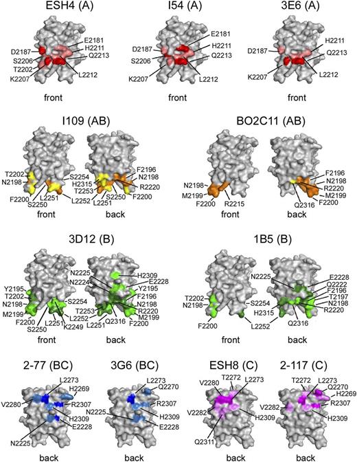 Figure 2. The B-cell epitopes indicated by the SPR experiments are visualized using space-filling depictions of the FVIII-C2 domain crystal structure in standard orientation, with the membrane-interacting loops pointing downward. The FVIII-C2 structure is also shown rotated 180° about the vertical axis for type AB and type B mAbs to visualize both sides of the molecule. The B-cell epitopes identified on the basis of altered binding kinetics are color-coded according to FVIII inhibitor type; that is, A (red/salmon), AB (orange/yellow), B (dark/light green), BC (dark/light blue), and C (dark/light magenta). The darker colors indicate residues for which amino acid substitutions increased the residence time by at least 10 times compared with that for WT-FVIII-C2 binding to this mAb. Substitutions abrogating binding were also colored darker. Substitutions for which accurate kd values could not be obtained were not colored darker because their effects on kinetics may have been in part a result of effects on protein stability. Several outlier residues identified as candidates using the cutoff criterion of kd(mutein) > 2.0 kd(WT) are not shown, as they were eliminated after visualization of the FVIII-C2 crystal structure.