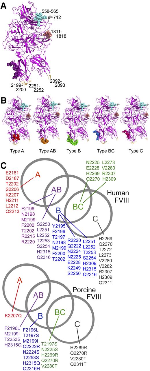 Figure 3. Visualization of FVIII-C2 epitopes in the B-domain-deleted FVIII crystal structure. With the exception of type A inhibitors, the neutralizing mAbs analyzed here bound to an outside-facing surface of FVIII, where they would not be expected to interfere with the packing or orientation of FVIII domains. (A) The type BC and C epitopes recognized by nonclassical inhibitors are shown as space-filling purple spheres in the FVIII structure.21 The protein is oriented with the membrane-binding residues M2199, F2200, L2251, L2252, K2092, and F2093 pointing down. Also indicated by space-filling spheres are residues known to be at the interface between FVIIIa and activated factor IX in the intrinsic tenase complex: region i (FVIII residues 558-565) is colored light blue; region ii consists of residues near residue 712, which is colored gray; region iii (residues 1811-1818) is colored salmon. Note that the type BC epitope, which corresponds to a docking site for activated thrombin, is on the opposite side of FVIII to the FVIIIa-FIXa interface. (B) All of the residues identified as contributing to each of the 5 types of epitopes are shown as space-filling spheres in the FVIII crystal structure.21 (C) Venn diagram depictions of specific amino acid residues localized to the B-cell epitopes A, AB, B, BC, and C. Amino acid side chains that SPR assays, followed by visual inspection of the FVIII-C2 crystal structure, indicated contribute to functional B-cell epitopes in human FVIII. Amino acid residues in porcine FVIII that differ from the human FVIII sequence at positions corresponding to functional B-cell epitopes identified in this study are indicated in the second Venn diagram.
