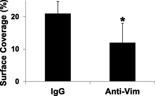 Figure 5. Effect of anti-vimentin antibody on flow-dependent platelet adhesion to collagen. Whole blood containing sheep IgG molecule or sheep anti-human vimentin was perfused over surfaces coated with collagen fibrils and analyzed as described in Figure 4. The bar graph shows the percent of surface covered by the adhered platelets in 20 different fields of view (mean ± SD, *P < .05).