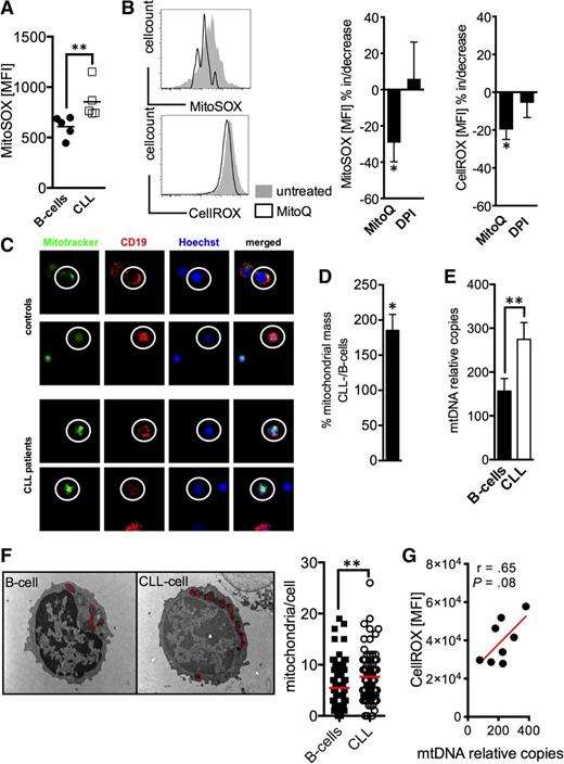 Figure 4. Mitochondrial ROS and mitochondrial biogenesis in CLL cells. (A) Mitochondrial-specific ROS production was detected by the MitoSOX probe and was semiquantified based on the MFI of MitoSOX by FACS in HD B-cells (n = 5) and CLL cells (n = 5). (B) (left panels) 2 representative histograms of a FACS analysis of CLL cells stained with MitoSOX (for mitochondrial ROS) and CellROX (for total cellular ROS) with (black line)/without (filled gray) MitoQ treatment. The mean increase/decrease of the MitoSOX- and CellROX-MFI is shown for CLL cells (n = 5) treated with MitoQ or diphenylen iodonium (DPI) blocking NOX activity. (C) Mitochondrial mass was visualized using Mitotracker (green) in CD19+ (red, encircled) B-cells and CLL cells by fluorescence microscopy as shown for 2 HDs and CLL patients, respectively. Samples were counterstained with the vital nuclear dye Hoechst (blue). (D-E) The 2 panels display the semiquantification of the mitochondrial mass in normal B-cells (n = 6-10) and CLL cells (n = 6-10) based on the CLL cell/B-cell quotient (in %) of the Mitotracker-MFI (left panel) and the relative (to nuclear DNA) mitochondrial DNA (mtDNA) copy number (right panel). (F) A representative electron-microscopic depiction of the increased number of mitochondria (red circles) in B-cells and CLL cells. The mean number of mitochondria per B-cell and CLL cell is shown as a dot plot. Thirty cells per donor (n = 3 for each cohort) were analyzed using electron microscopy. (G) Total cellular ROS as determined based on the CellROX MFI in CLL cells measured by FACS was correlated with the according mtDNA content as quantified by real time PCR. Bars indicate the standard error mean. Abbreviations: P, P-value; *P < .05; **P < .005; ***P < .001.