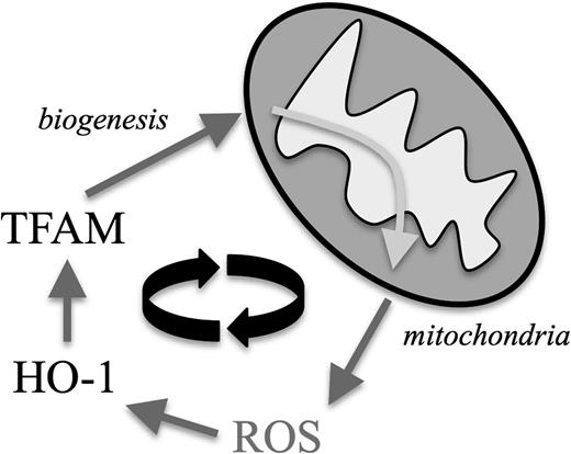 Figure 7. The proposed mechanism by which mitochondrial ROS and mitochondrial biogenesis form a self-amplifying feedback loop in CLL cells. Increased mitochondrial ROS production leads to an intrinsic compensatory upregulation of cellular antioxidants, including HO-1. HO-1 represents a positive regulatory signal for TFAM, which drives mitochondrial biogenesis leading subsequently to more ROS-generating mitochondria.