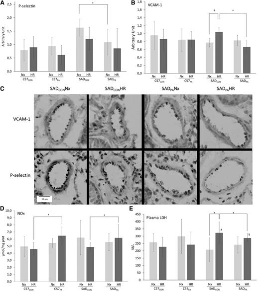 Figure 1. Effect of HR stress in PA or CON C57Bl/6 (C57; n = 7 per group) and SAD mice (n = 6 per group). Eight weeks of a voluntary wheel-running protocol were conducted in C57 and SCD SAD mice. Before euthanizing the animals, HR stress (4 hours hypoxic stress at 6.5% oxygen followed by 2 hours of reoxygenation in ambient air) was used to stimulate the pathophysiological parameters known to trigger the VOC in this mouse model. (A) P-selectin and (B) VCAM-1 immunostaining scores in the lung. Immunohistologic slides were blindly semiquantified by 3 experienced anatomists for VCAM-1 and P-selectin with the staining intensity. For each vessel (15 to 20 vessels per mouse), a score from 0 to 3 was attributed (0, no immunostaining; 1, <25% vessel staining; 2, <50% vessel staining; 3, >50% vessel staining). For each mouse, the immunostaining score was the mean of each vessel score from a section. (C) Representative staining for VCAM-1 and P-selectin in the blood vessel of lungs. Magnification ×40. (D) Nitrite/nitrate (NOx) concentrations in the lungs. The Griess method was used: the sum of nitrite and nitrate in the plasma is considered an index of NO production. (E) Plasma concentrations of lactate dehydrogenase (LDH). *P < .05; #, P < .05 vs C57CONHR; §, P < .05 vs C57PAHR; a, P = .07. Values are means ± standard deviation. All variables were tested for normality and variance homogeneity. P-selectin immunostaining and NOx concentrations were tested with nonparametric Kruskall-Wallis test followed by Mann-Whitney U test. The other variables were compared using factorial analysis of variance followed by planned comparisons. Nx, normoxic conditions.