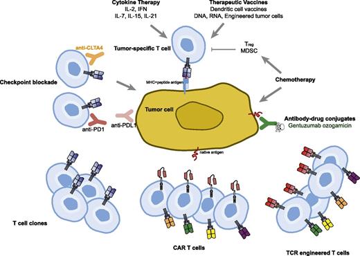 Figure 1. Therapeutic approaches to overcome immune tolerance to tumors. Cytokines and vaccines can be used to augment natural T-cell responses to tumor. Antibodies targeting negative regulatory molecules such as programmed death 1 (PD-1) and cytotoxic T-cell lymphocyte-associated antigen 4 (CTLA-4) can be infused to release the brakes on natural T cells responsive to tumor. Chemotherapy can reduce immune suppressive cells such as Tregs and myeloid-derived suppressor cells (MDSC) in addition to its direct effect on the tumor cells. Adoptive T-cell transfer strategies using clonally expanded cytotoxic T cells or T cells engineered to express TCRs or CARs are being tested.