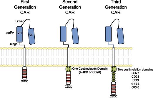 Figure 2. Chimeric antigen receptors. CARs target surface antigens in an MHC-independent fashion and consist of an ectodomain, hinge domain, transmembrane domain, and endodomain. The initial trials tested first-generation CARs that have a single cytoplasmic domain. Current trials are testing second- and third-generation CARs that have combinations of signaling domains.